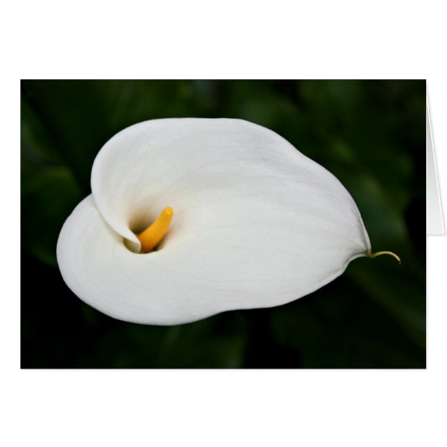 "Calla Lily" Tomt-kort Hälsningskort (Framsidan Horizontal)