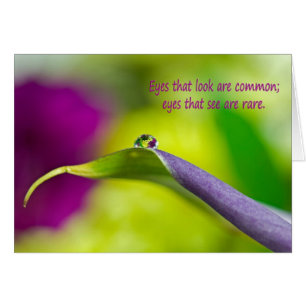 Calla Lily Vatten Droplet OBS Kort