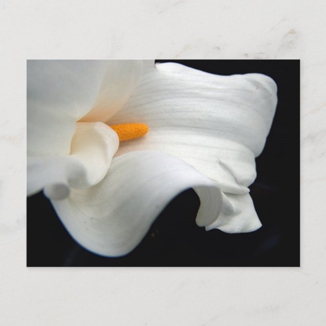 Calla Lily Vykort (Framsida)