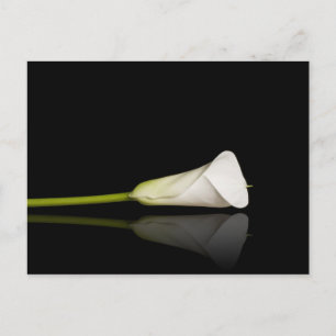 Calla lily-vykort vykort