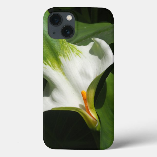 Calla Lily, Zantedeschia (Baksida)