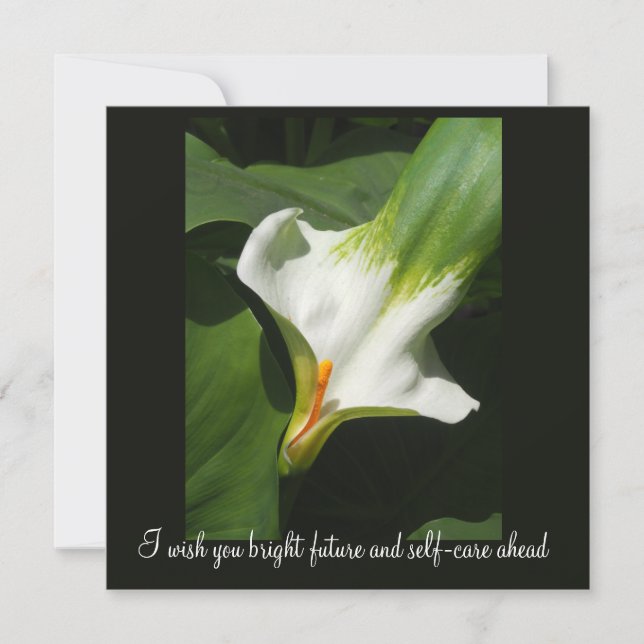 Calla Lily, Zantedeschia (Framsida)