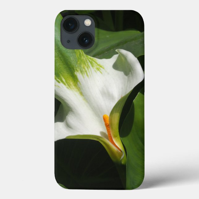 Calla Lily, Zantedeschia (Baksida)