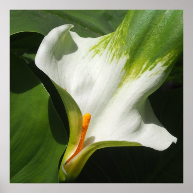 Calla Lily, Zantedeschia Poster (Framsidan)