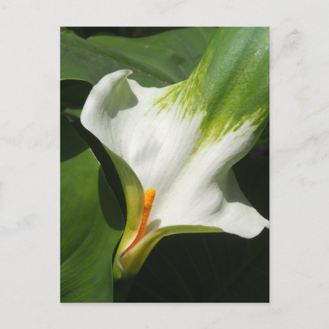 Calla Lily, Zantedeschia Vykort (Framsida)