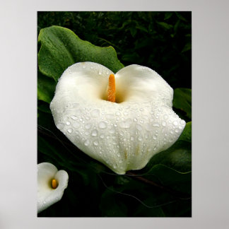 Calla Lilys Poster