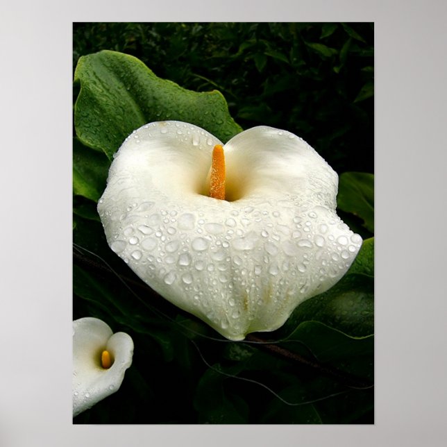 Calla Lilys Poster (Framsidan)