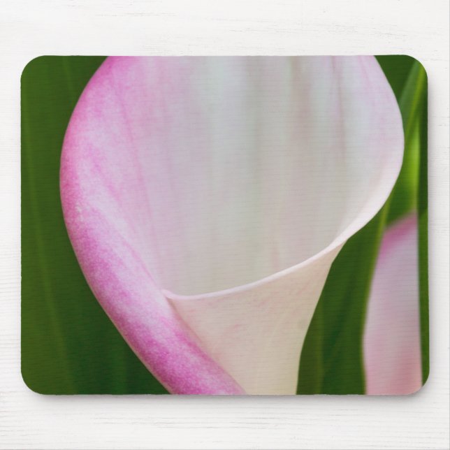 Calla Pano Musmatta (Framsidan)