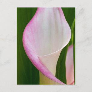 Calla Pano Vykort
