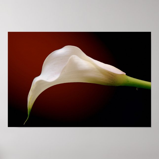 calla poster (Framsidan)