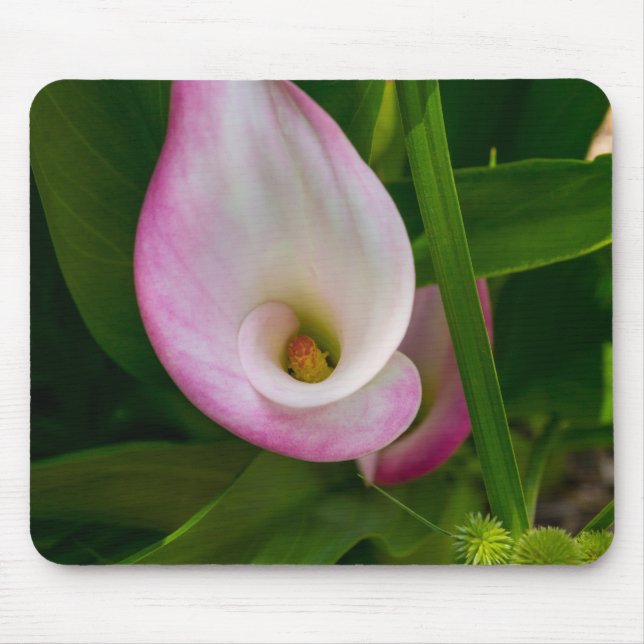 Calla Roll Musmatta (Framsidan)