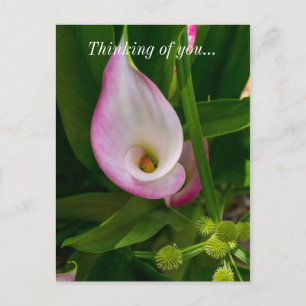 Calla Roll Thinking of You Postcard Vykort