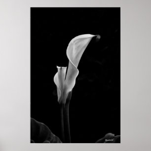 Callalilja Poster