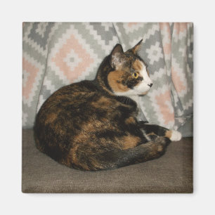 Callie Cat på Soffa Magnet