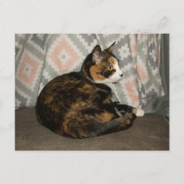 Callie Cat på Soffa Vykort