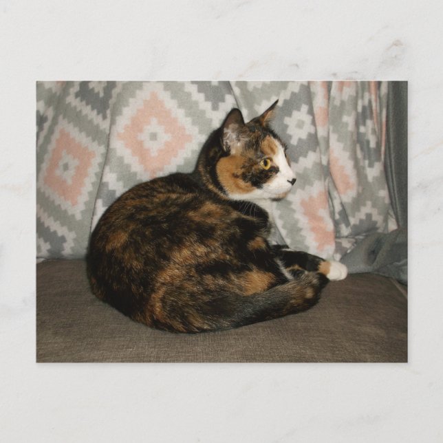Callie Cat på Soffa Vykort (Framsida)
