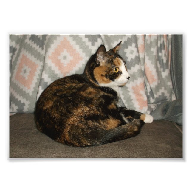 Callie Katt på soffan Fototryck (Framsidan)
