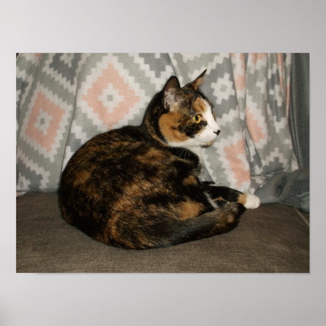 Callie Katt på soffan Poster (Framsidan)