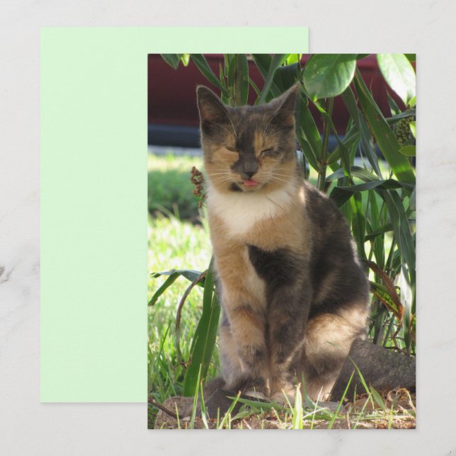 Callie Muffin Fåniget Stray Cat Flat Card Julkort (Fram/baksida)