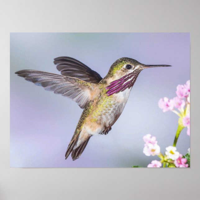 Calliope Hummingbird Flygande in Lila & Rosa Poster (Framsidan)