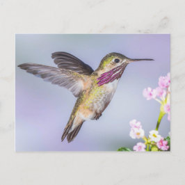 Calliope Hummingbird Flygande in Lila & Rosa Vykort