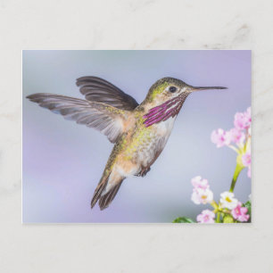 Calliope Hummingbird Flygande in Lila & Rosa Vykort