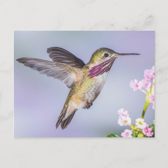 Calliope Hummingbird Flygande in Lila & Rosa Vykort (Framsida)