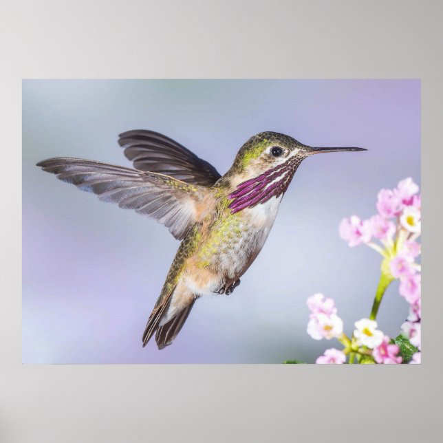 Calliope Hummingbird in Flight Poster (Framsidan)