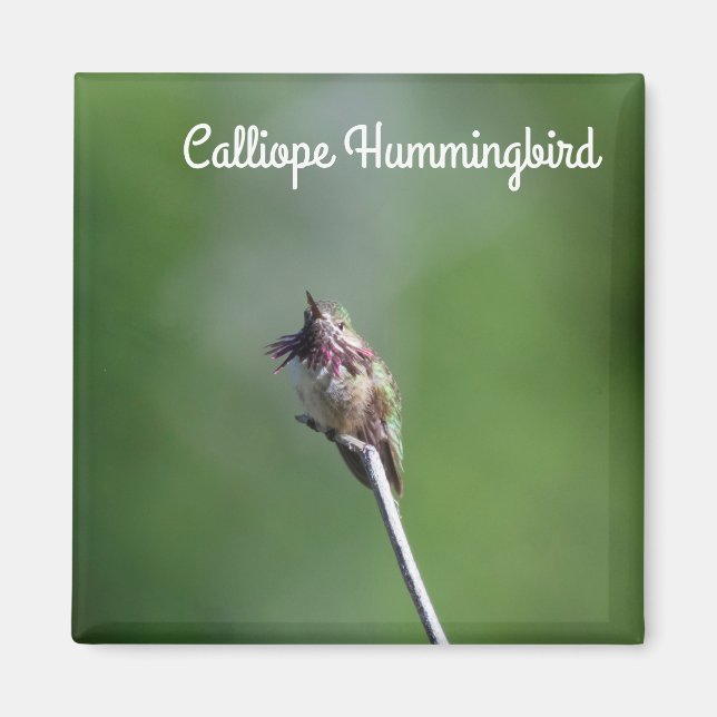 Calliope Hummingbird Magnet (Framsidan)