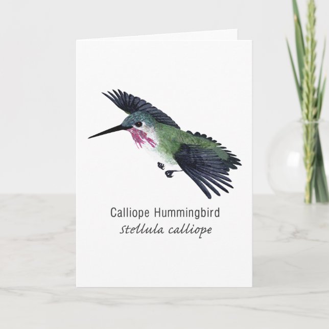 Calliope Hummingbird med Namn Kort (Framsida)