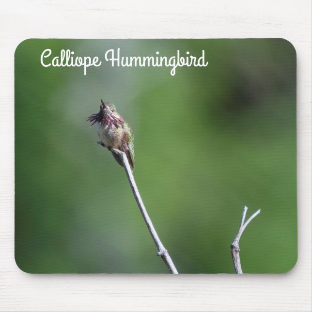 Calliope Hummingbird Musmatta (Framsidan)