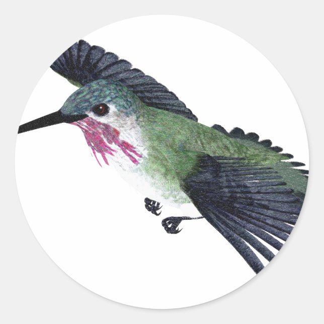 Calliope Hummingbird Runt Klistermärke (Framsida)