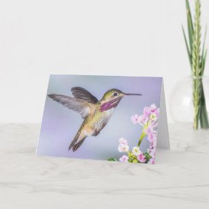 Calliope Hummingbird som flyger i Lilans sympati Kort