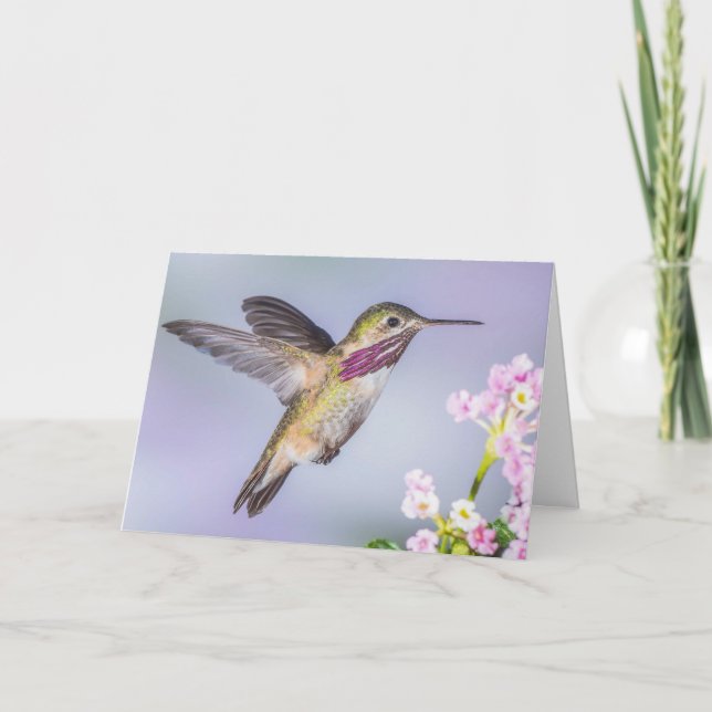 Calliope Hummingbird som flyger i Lilans sympati Kort (Framsida)