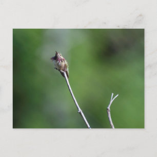 Calliope Hummingbird Vykort