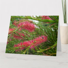 Callistemon Kort