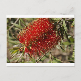 CALLISTEMON RED FLASKA BRUSH TRÄD FLOWER AUSTRALIA VYKORT