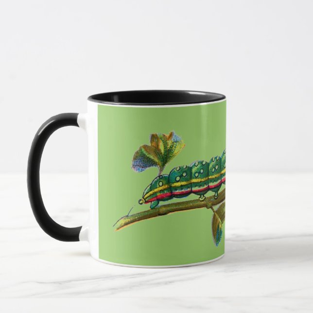 Calocampa vetusta catergun mugg (Vänster)