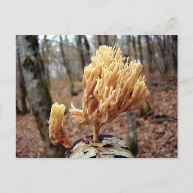 Calocera viscosa vycard vykort (Framsida)