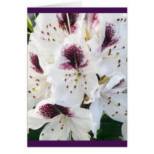 Calsap Rhododendrons Hälsningskort