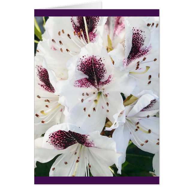 Calsap Rhododendrons Hälsningskort (Framsidan)