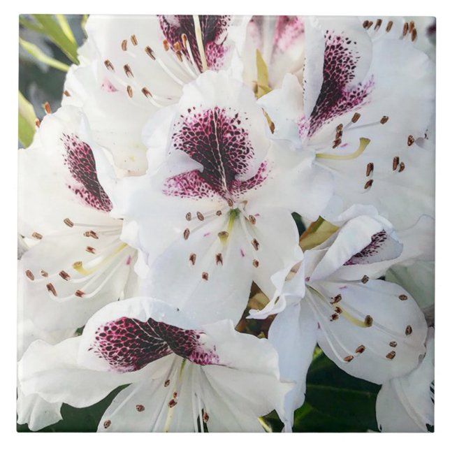 Calsap Rhododendrons Kakelplatta (Framsidan)