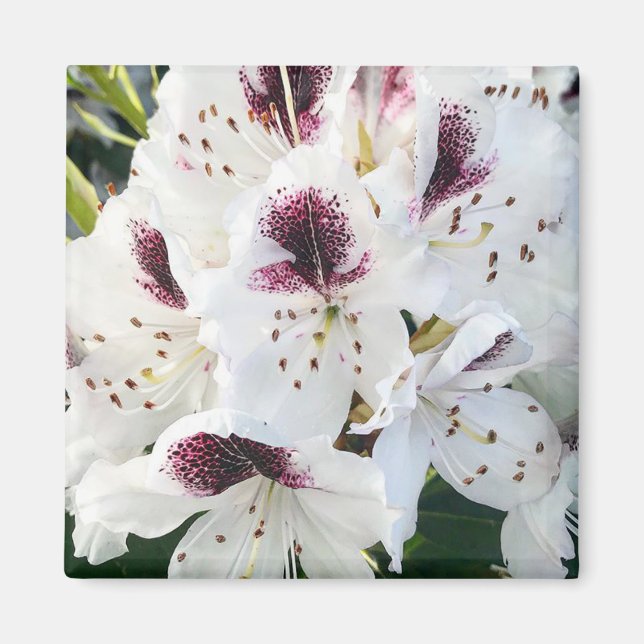 Calsap Rhododendrons Magnet (Framsidan)