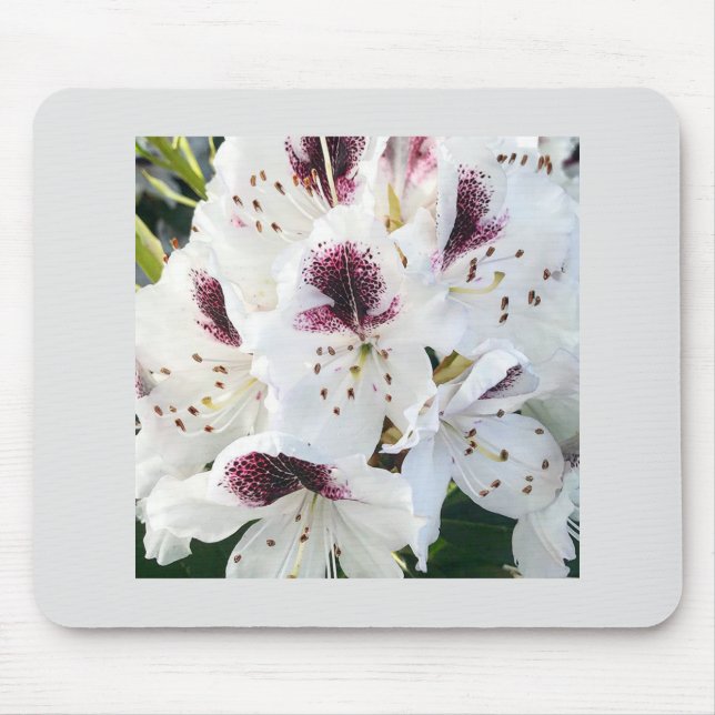 Calsap Rhododendrons Musmatta (Framsidan)