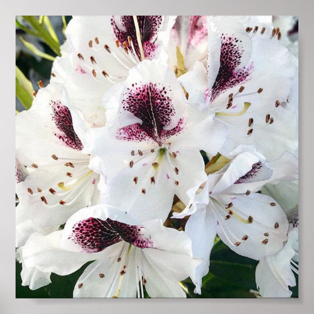 Calsap Rhododendrons Poster (Framsidan)