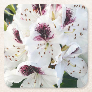 Calsap Rhododendrons Underlägg Papper Kvadrat