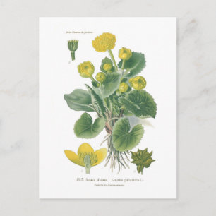 Caltha palustris (Marsh marigold) Vykort