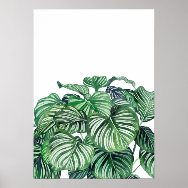 Calthea Orbifolia Poster (Framsidan)