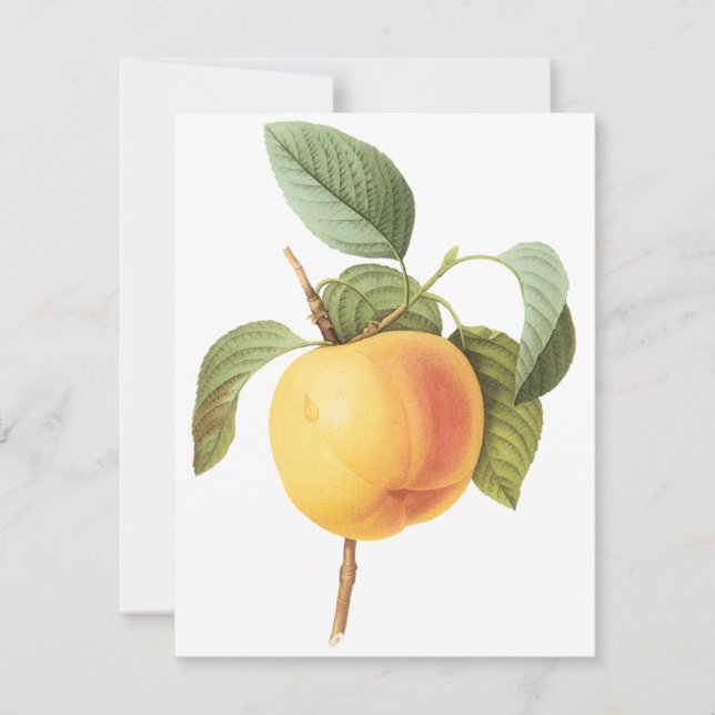 Calville Apple genom Pierre Redoute-inbjudan (Framsida)