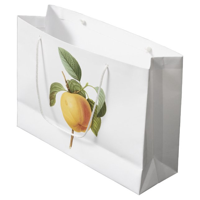 Calville äpple (Malussp.) vid Redouté (Framsidan Vinklad)